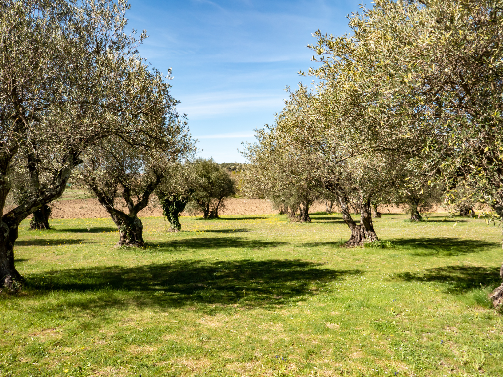 El Oro Líquido de España: Descubriendo el AOVE Andaluz