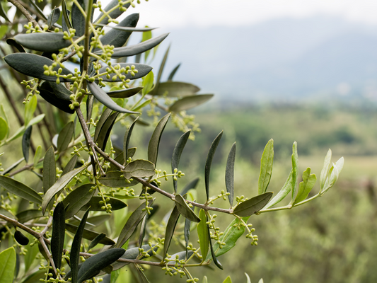 España, líder mundial en exportación de aceite de oliva virgen extra